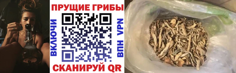 Галлюциногенные грибы Psilocybe Инта